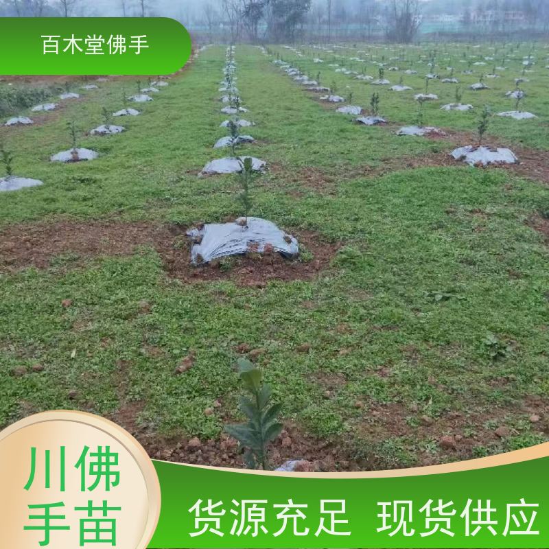 百木堂 梁 平佛手苗 园林景区栽植 中药材种植基地 