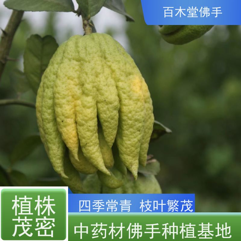 百木堂 沙 湾佛手苗 道路绿化行道苗 中药材种植基地 