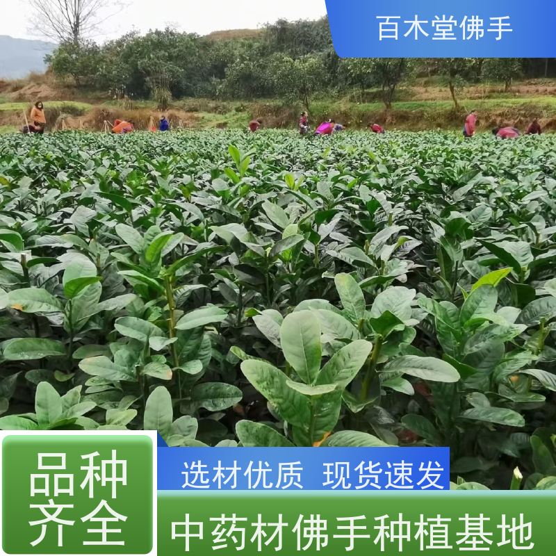 百木堂 梁 平佛手苗 生长环境适应性强 种苗基地直供 