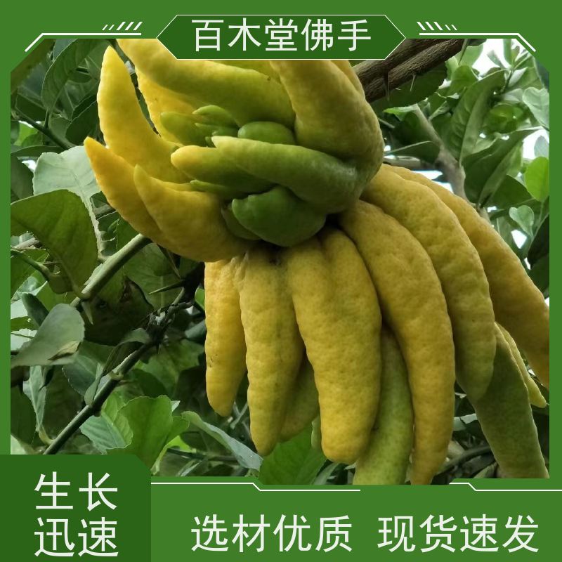 百木堂 广 安佛手苗 生长环境适应性强 植株茂密