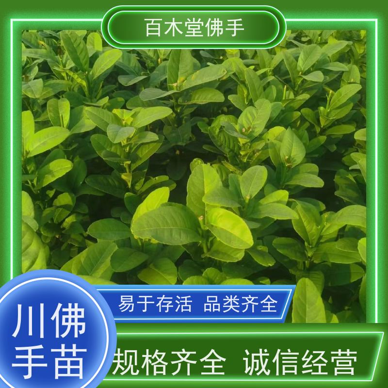 百木堂 沪 州佛手苗 枝叶紧密 美丽多姿 生长迅速