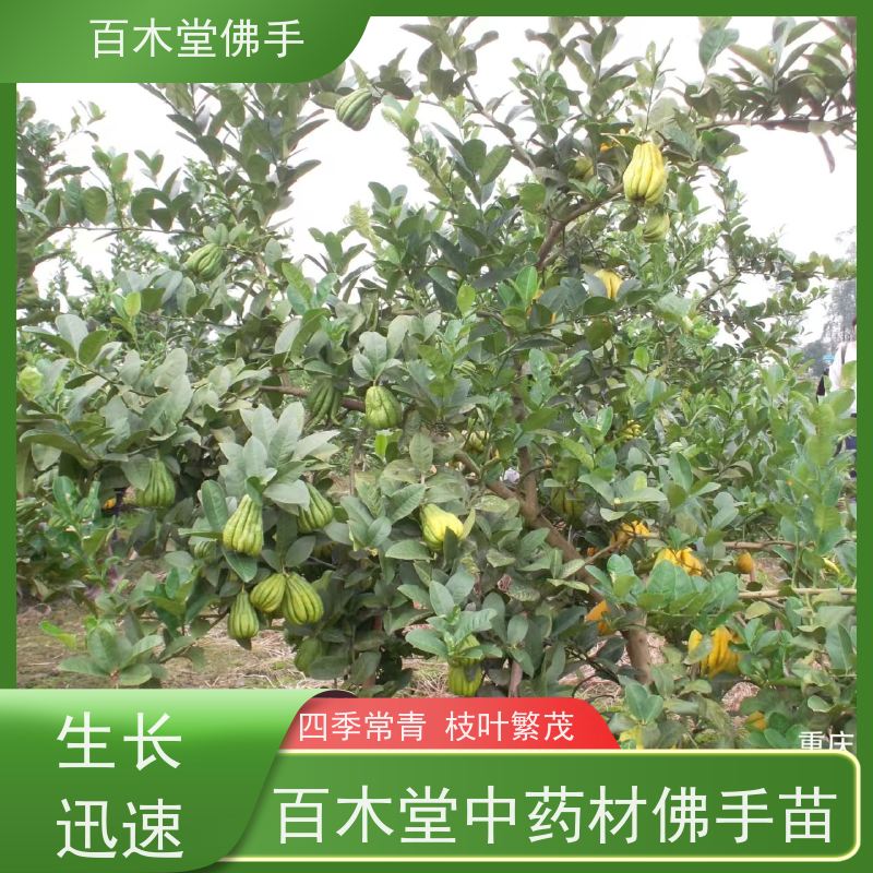 百木堂 佛手柑苗技术 枝叶紧密 美丽多姿 用于室内外盆景