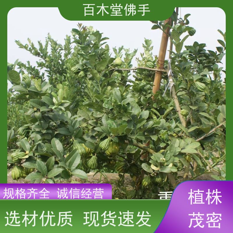 百木堂 佛手柑苗批发 枝叶紧密 美丽多姿 植株茂密 用途广泛