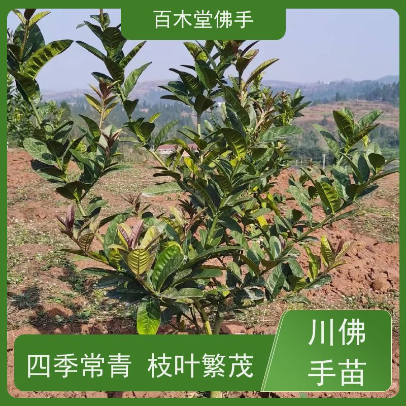 百木堂 金佛手苗批发 适用性强 规格齐全 园林景区栽植