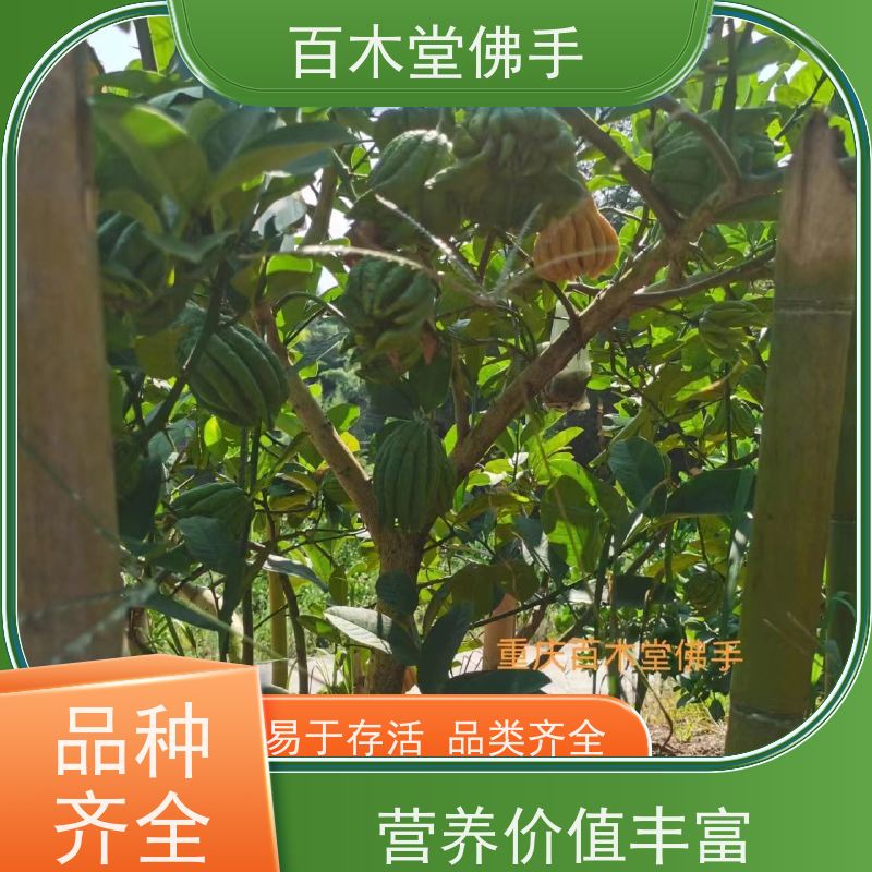 百木堂 佛手柑苗种植 观赏植物 附加值高 用于庭院装饰