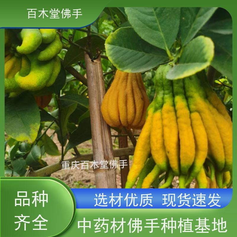 百木堂 良种佛手苗种植技术 枝叶紧密 美丽多姿 城市景观绿化树
