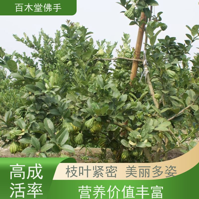 百木堂 金佛手苗种植 适用性强 规格齐全 城市景观绿化树