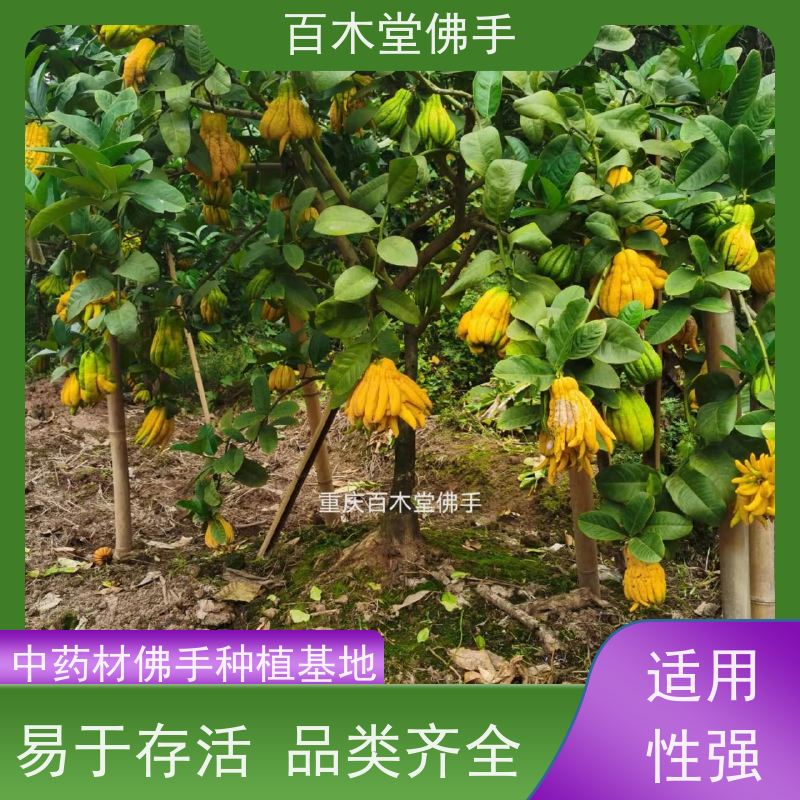 百木堂 佛手种植技术 生长环境适应性强 城市景观绿化树