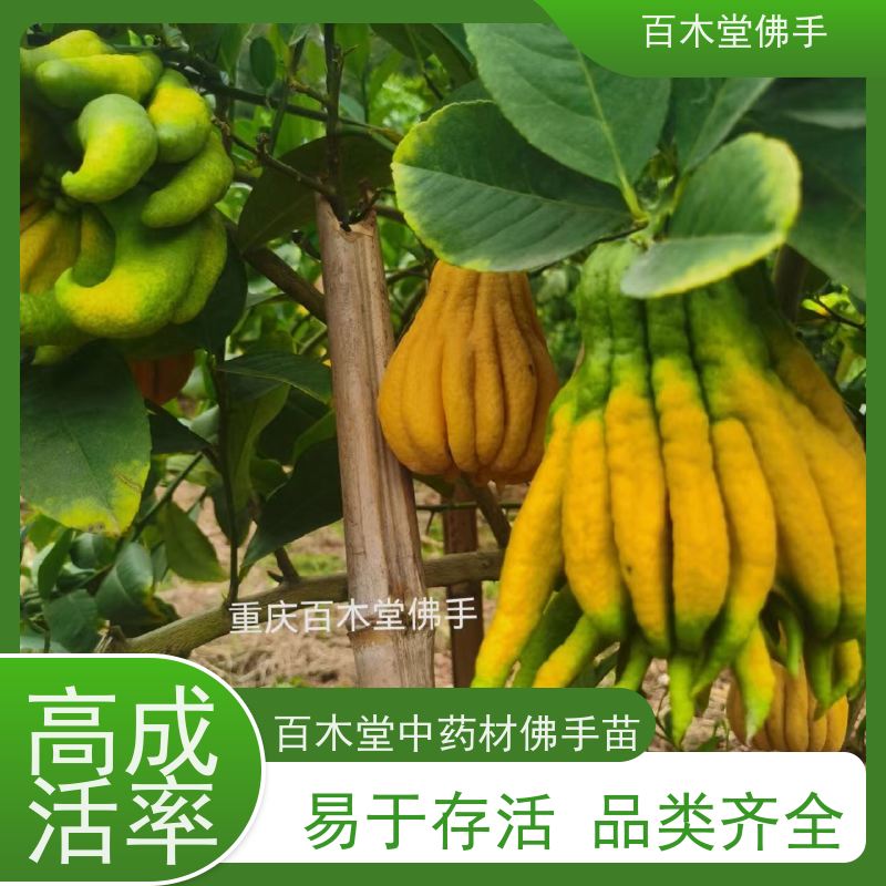 百木堂 广佛手苗技术 生长环境适应性强 园林景区栽植