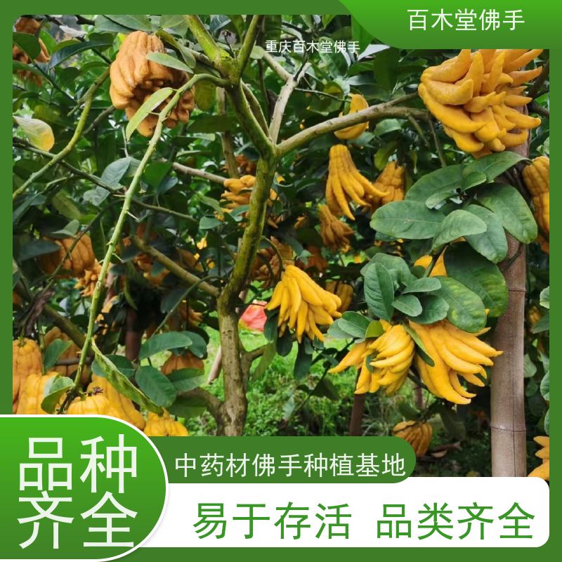 百木堂 川佛手苗技术 产量高 造型优美 易成活 用于室内外盆景