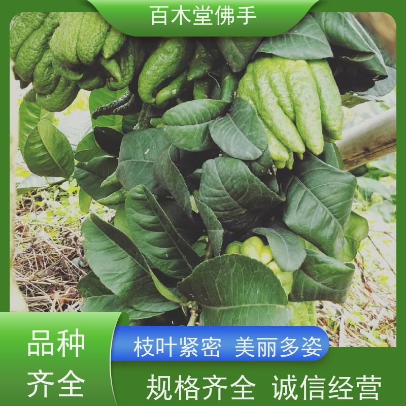 百木堂 佛手柑苗种植 树形丰富 成活率高 城市景观绿化树