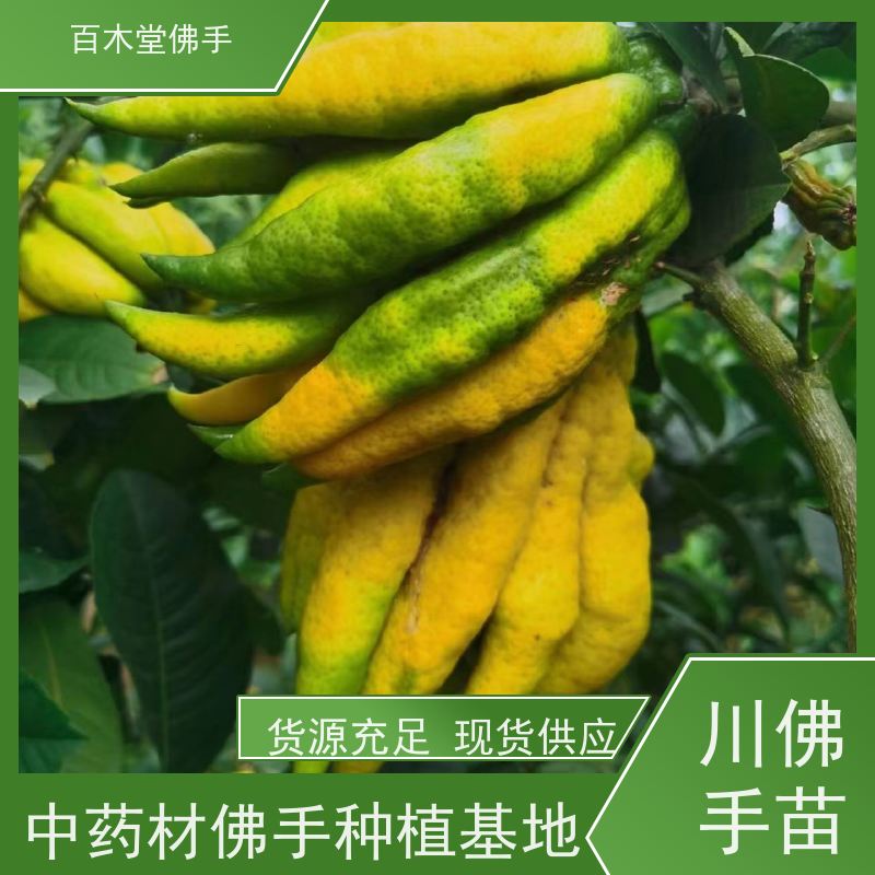 百木堂 良种佛手苗种植技术 产量高 造型优美 易成活 用于庭院装饰