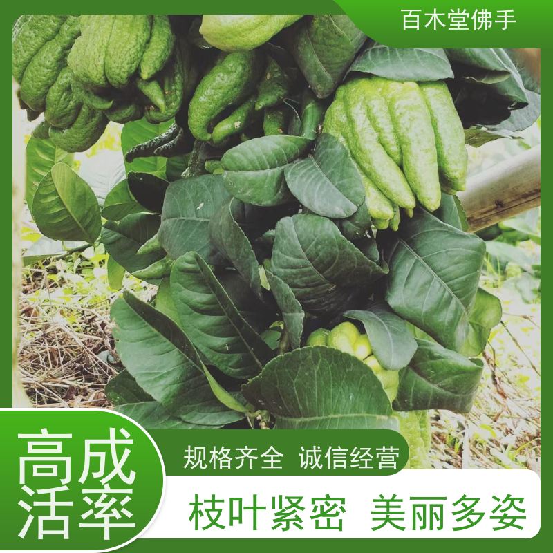 百木堂 石 棉佛手苗 植株茂密 生长迅速 种苗基地直供