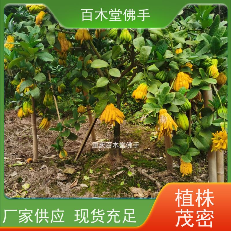 百木堂 佛手柑苗种植技术 枝叶紧密 美丽多姿 用于庭院装饰