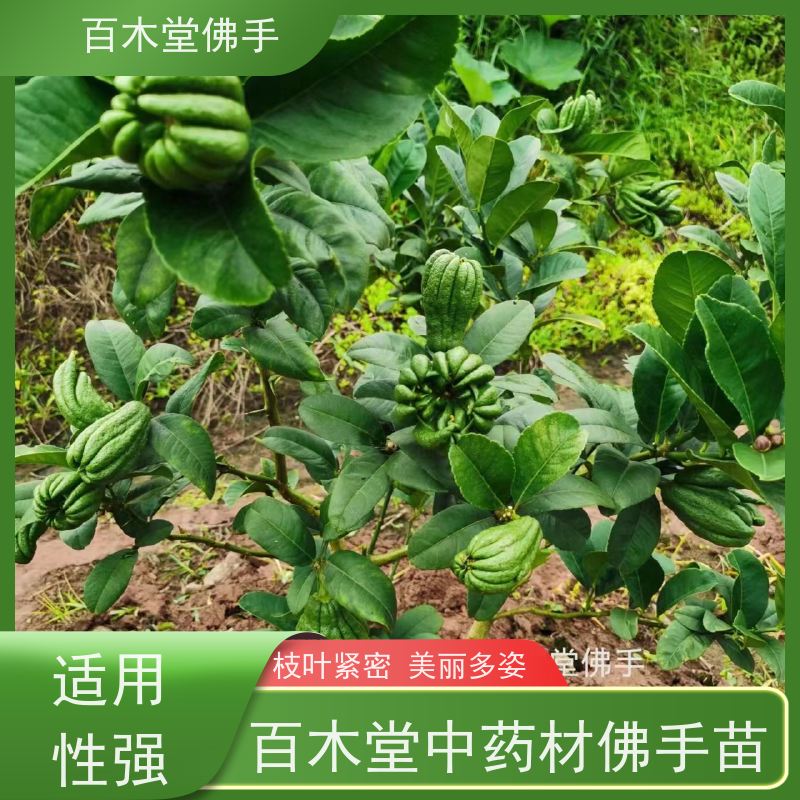 百木堂 玉 林佛手苗 高成活率 较耐干旱 中药材种植基地 