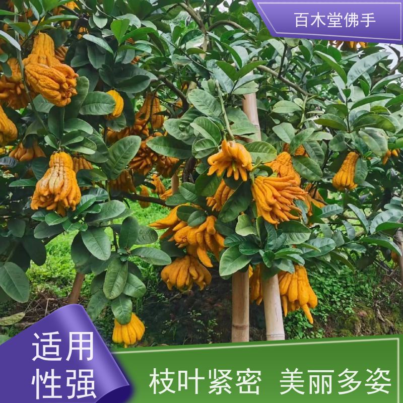 百木堂 福 建佛手苗 生长环境适应性强 城市景观绿化树 