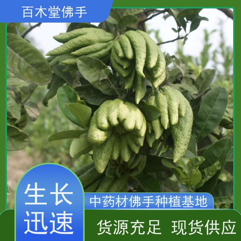 百木堂 凉 山佛手苗 观赏植物 附加值高 城市景观绿化树 