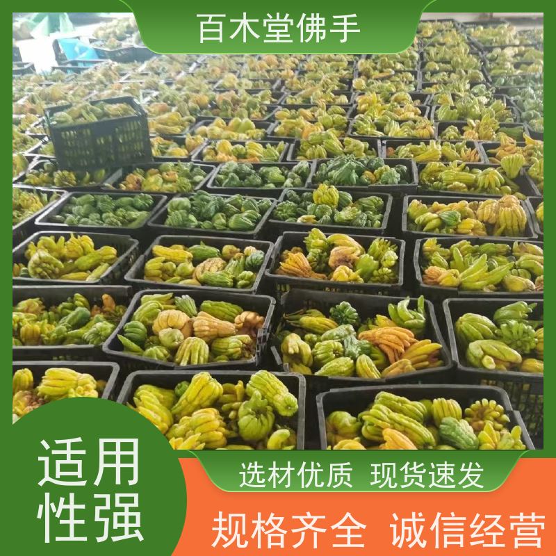 百木堂 遂 宁佛手 造型优美 易成活 园林景区栽植