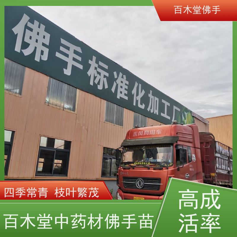 百木堂 广佛手 植株茂密 生长迅速 园林景区栽植