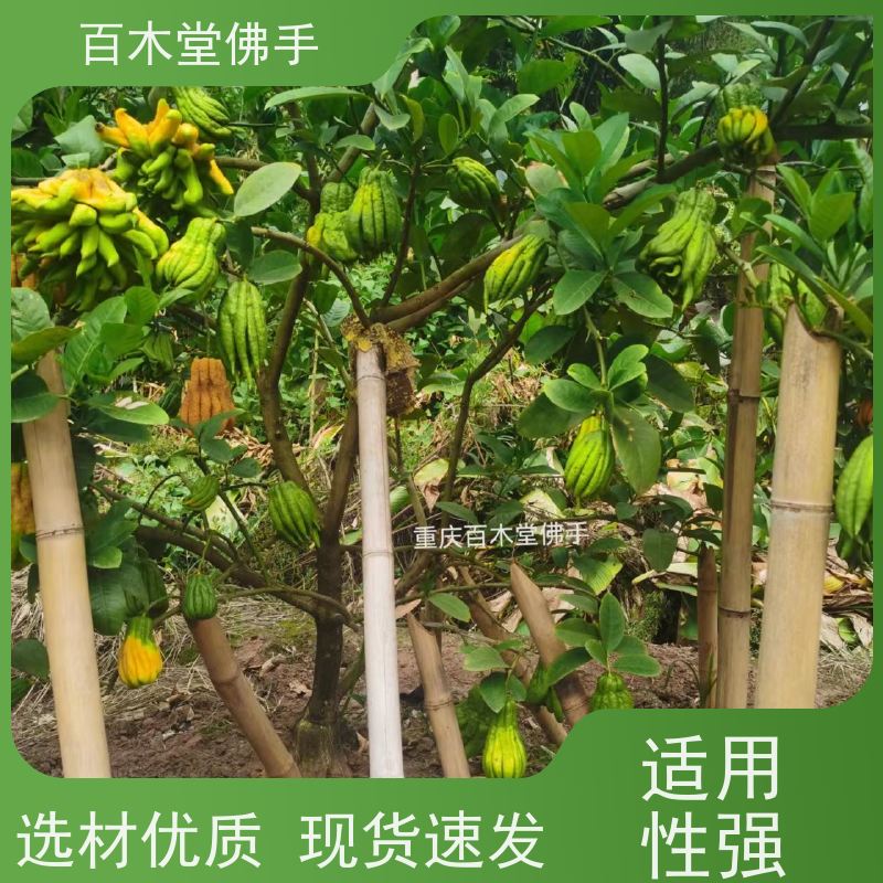 百木堂 大 足佛手 适用性强 规格齐全 用于庭院装饰