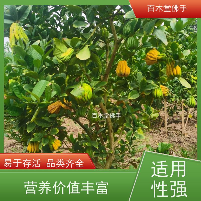 百木堂 自 贡佛手 造型优美 易成活 用于室内外盆景