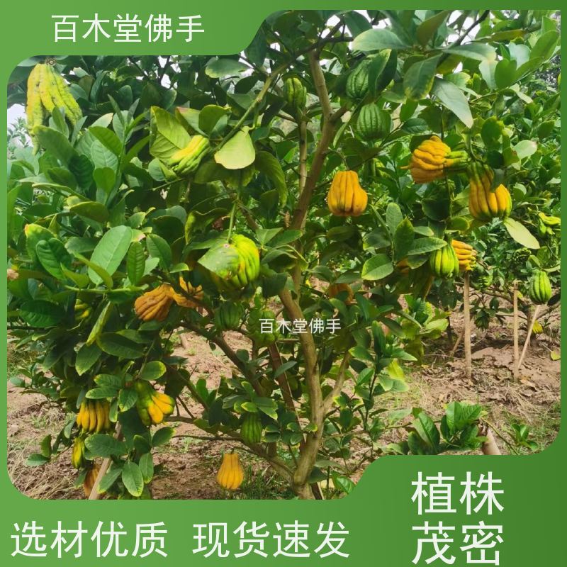 百木堂 乐 山佛手 树形丰富 成活率高 用于庭院装饰
