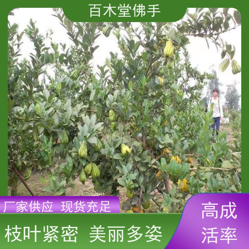 百木堂 潼 南佛手 道路绿化行道苗 中药材种植基地 