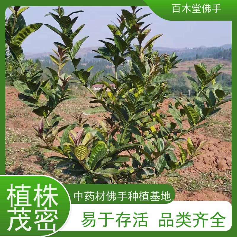 百木堂 潼 南佛手 园林景区栽植 中药材种植基地 