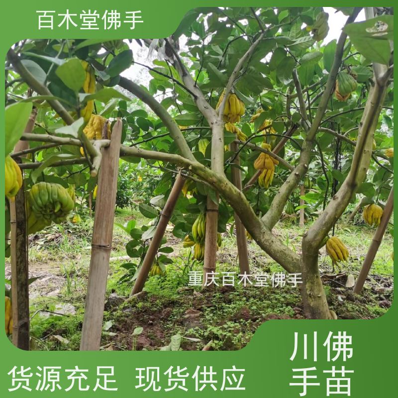 百木堂 乐 山佛手 城市景观绿化树 种苗基地直供 