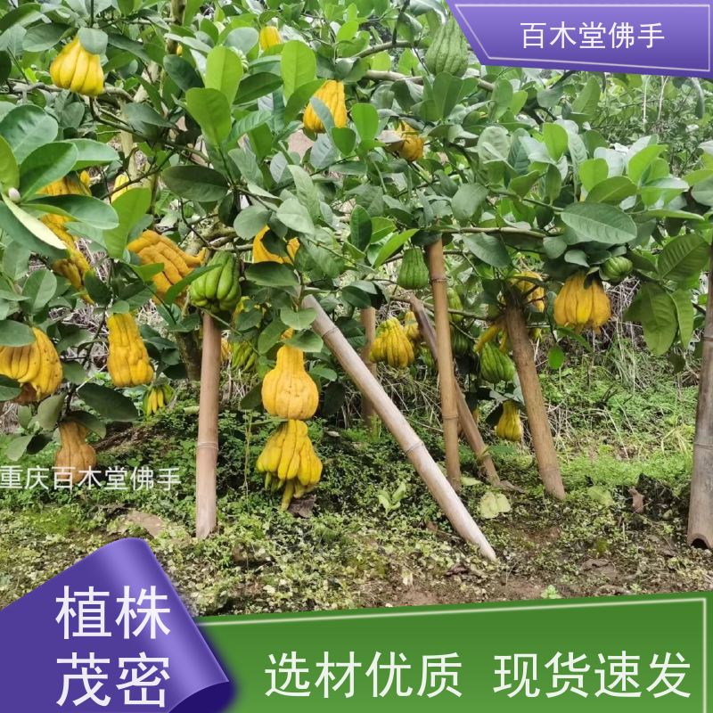 百木堂 五 通桥佛手 城市景观绿化树 种苗基地直供 
