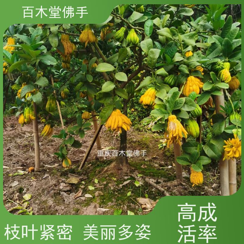 百木堂 内 江佛手 适用性强 规格齐全 用于室内外盆景