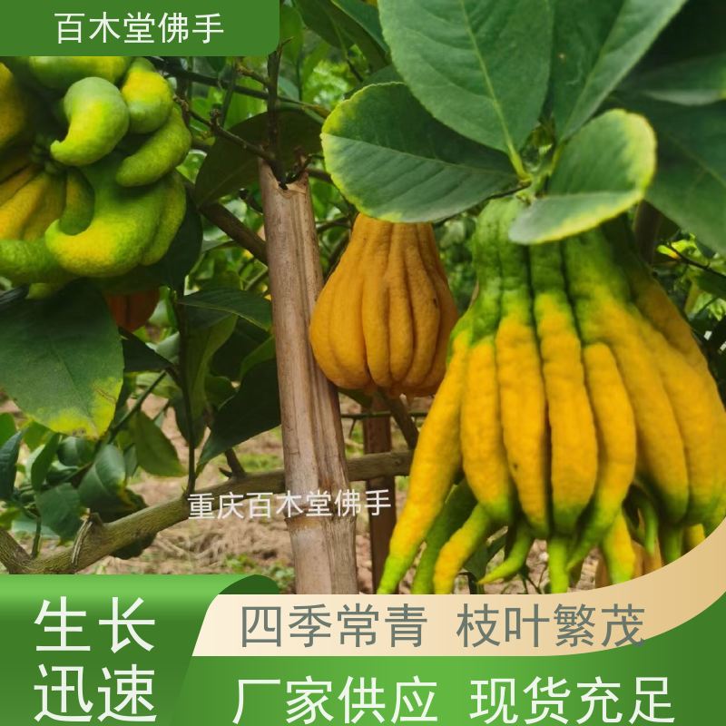 百木堂 乐 山佛手 枝叶紧密 美丽多姿 用于庭院装饰