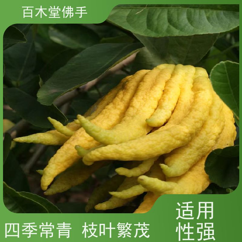 百木堂 宜 宾佛手批发 树形丰富 成活率高 生长迅速
