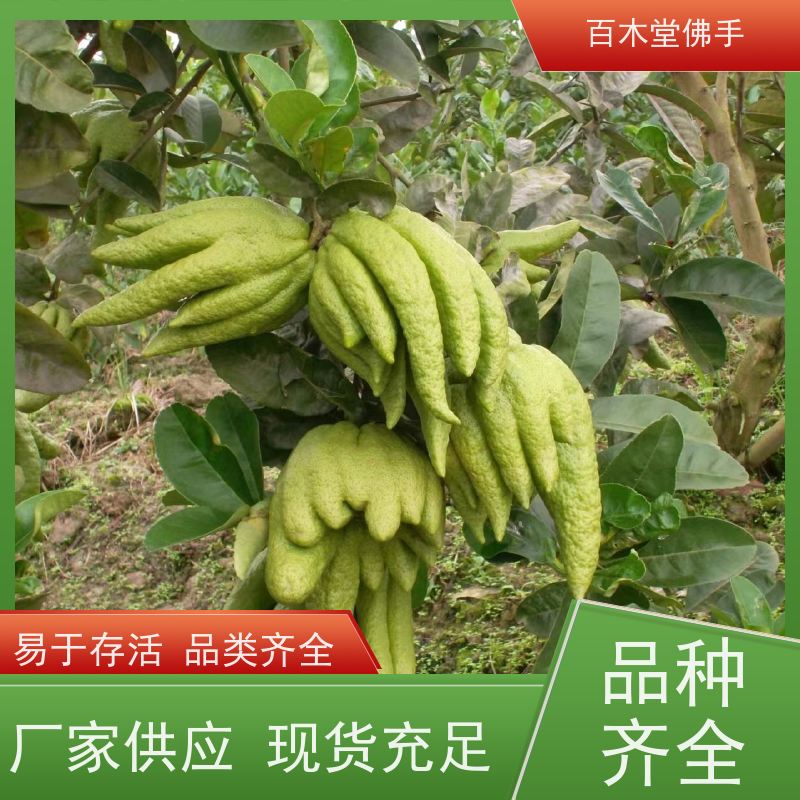 百木堂 内 江佛手基地 高成活率 较耐干旱 用于庭院装饰