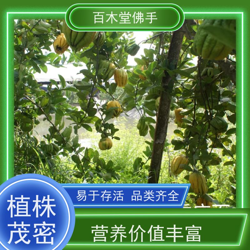 百木堂 万 州佛手 适用性强 规格齐全 用于庭院装饰