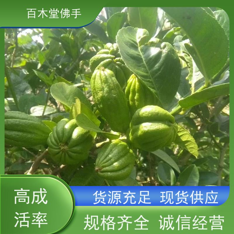百木堂 梁 平佛手批发 树形丰富 成活率高 生长迅速