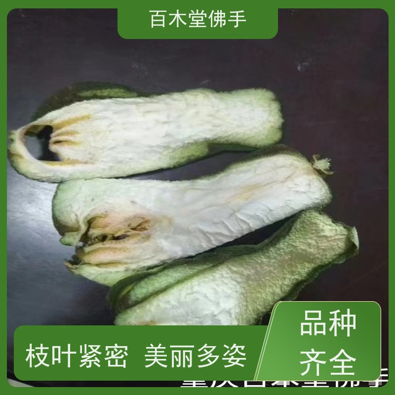 百木堂 绵 阳佛手基地 道路绿化行道苗 用于室内外盆景