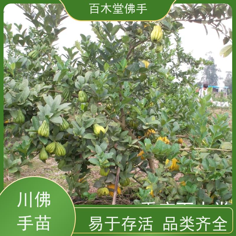 百木堂 广佛手基地 枝叶紧密 美丽多姿 品种齐全