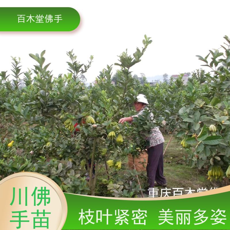 百木堂 梁 平佛手基地 树形丰富 成活率高 品种齐全