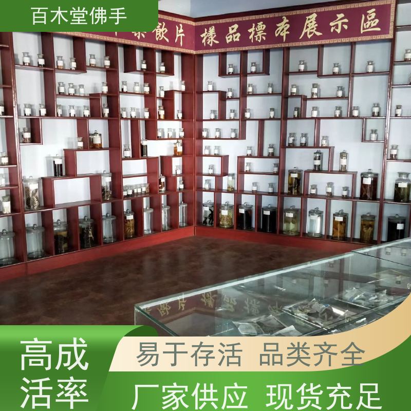 百木堂 乐 山佛手基地 高成活率 较耐干旱 植株茂密