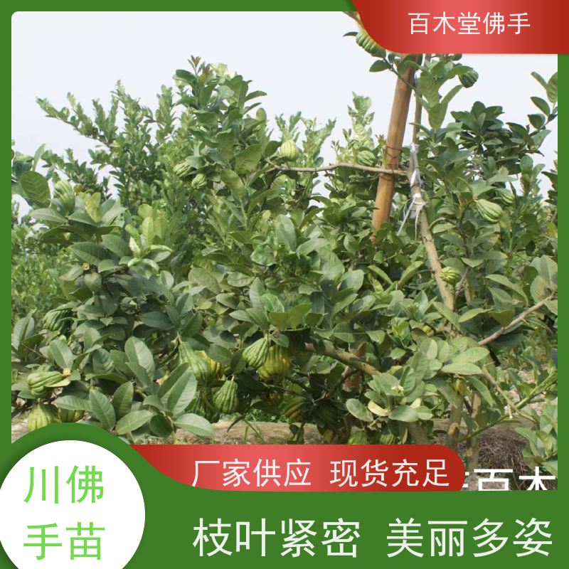 百木堂 内 江佛手批发 园林景区栽植 用于室内外盆景