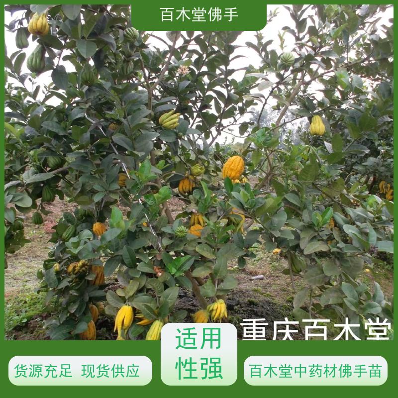 百木堂 金佛手苗 适用性强 规格齐全 用于室内外盆景