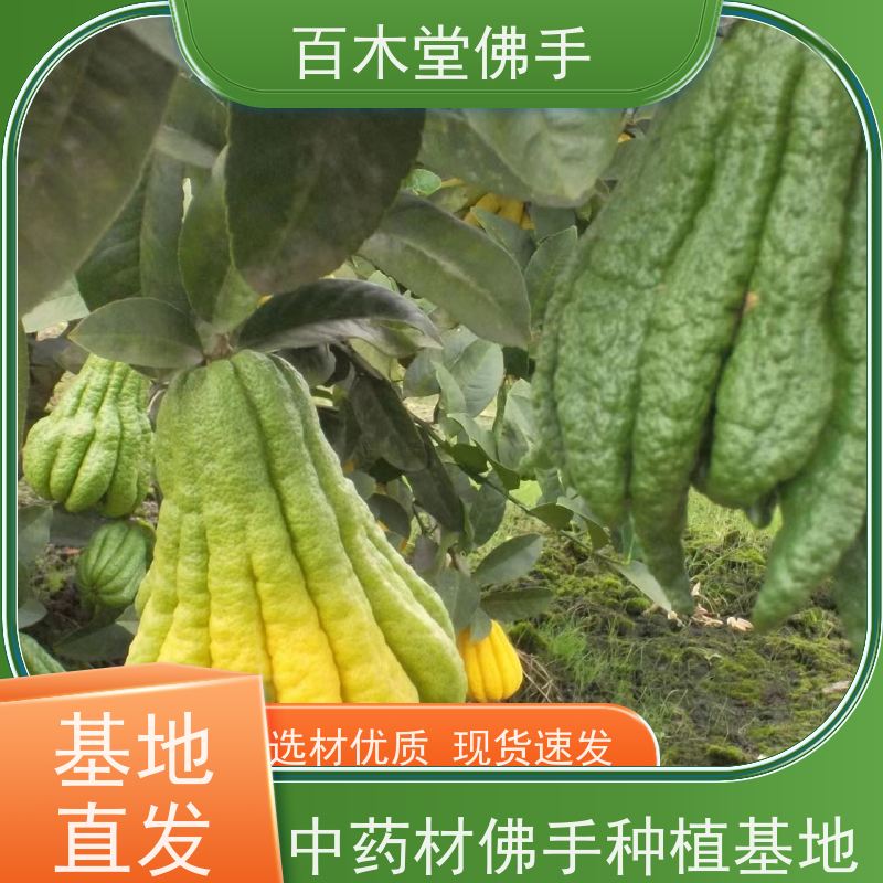 百木堂 佛手几年结果 高成活率 较耐干旱 中药材种植基地 