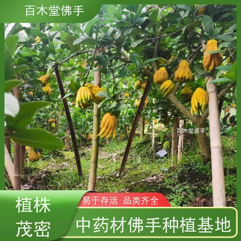 百木堂 佛手柑苗技术 树形丰富 成活率高 种苗基地直供