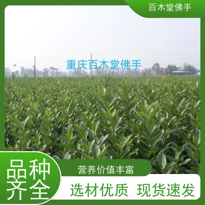 百木堂 乐山佛手苗 适用性强 规格齐全 城市景观绿化树 