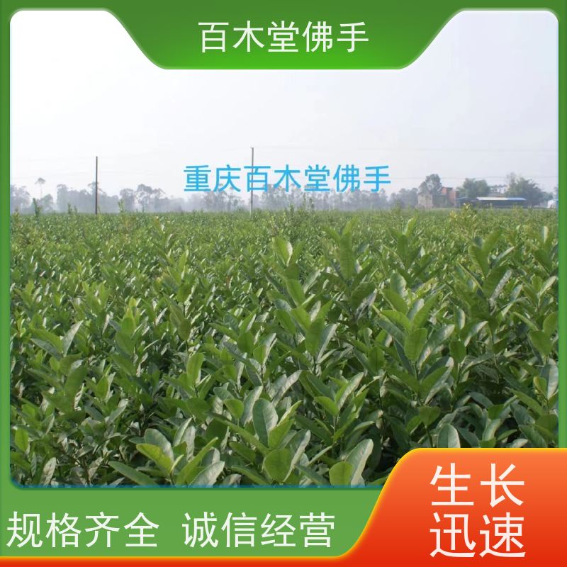 百木堂 四川佛手苗 观赏植物 附加值高 种苗基地直供