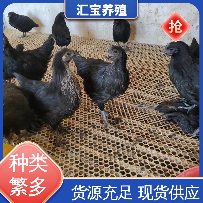 汇宝养殖 珍珠鸡苗 高端品种 羽毛漂亮 包回收包健康