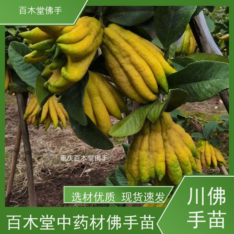 百木堂 万 州佛手苗 树形丰富 成活率高 种苗基地直供 