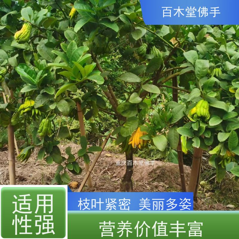 百木堂 佛手苗种植 高成活率 较耐干旱 植株茂密