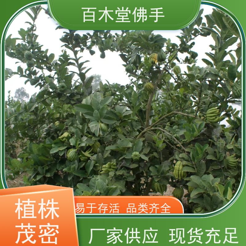 百木堂 沪 州佛手苗 枝叶紧密 美丽多姿 中药材种植基地 